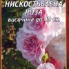 Роза бледо розова нискостъблена № 032 (корен) – Височина до 40 см
