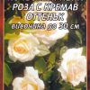 Роза бяла почвопокривна с кремав оттенък № 039 (корен) – Височина до 30 см