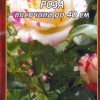 Роза пъстра нискостъблена № 043 (корен) – Височина до 40 см