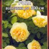 Роза жълта увивна № 050 (корен) – Височина до 300 см