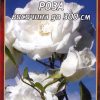 Роза бяла увивна № 053 (корен) – Височина до 300 см