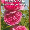 Роза тъмно розова увивна № 055 (корен) – Височина до 300 см