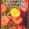 Роза оранжева с жълти шарки увивна № 059 (корен) – Височина до 300 см