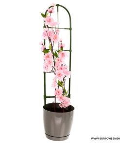 Решетъчна опора (Стълбичка) за увивни растения, височина 60 см