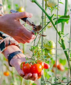 Решетъчна опора (Стълбичка) за увивни растения, височина 90 см