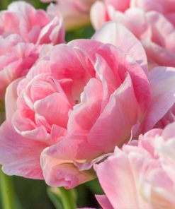 Лале Анжелика (Tulip Angelique) - Романтична нежност и пищност!