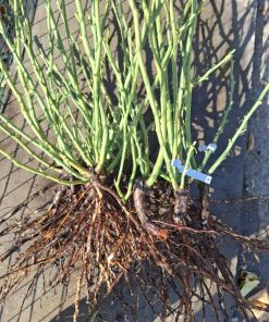 Рози корени