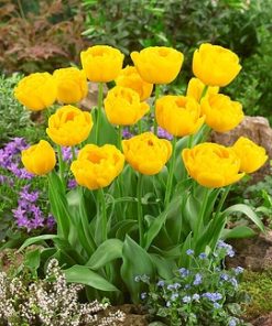 Лале Голд Фийвър (Tulip Gold Fever)- Кичеста треска в златно!