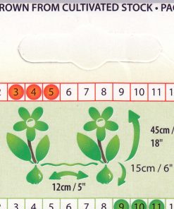 Лале Монте Ориндж (Tulip Monte Orange)- Огнена експлозия в градината!
