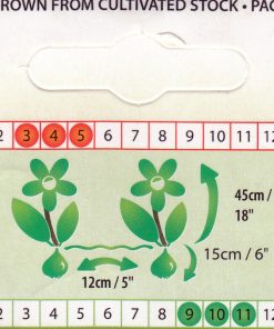 Лале Монте Пион (Tulip Monte Peony)-Пищност и сияен жълт цвят!