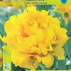 Лале Монте Пион (Tulip Monte Peony)-Пищност и сияен жълт цвят!