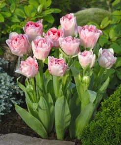 Лале Анжелика (Tulip Angelique) - Романтична нежност и пищност!