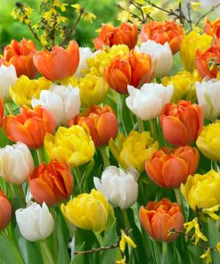 Лале Монте Ориндж (Tulip Monte Orange)- Огнена експлозия в градината!