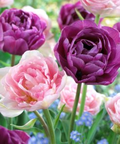 Лале Анжелика (Tulip Angelique) - Романтична нежност и пищност!