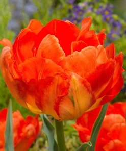 Лале Монте Ориндж (Tulip Monte Orange)- Огнена експлозия в градината!
