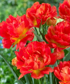 Лале Монте Ориндж (Tulip Monte Orange)- Огнена експлозия в градината!