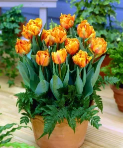 Лале Ориндж Принсес (Tulip Orange Princess)- Кичеста принцеса в оранжево!