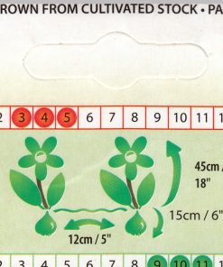 Лале Ъп Пинк (Tulip Up Pink)- Божуровидна пищност в ярко розово!