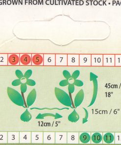 Лале Ъп Уайт (Tulip Up White)-Нежна и чиста пролетна елегантност!