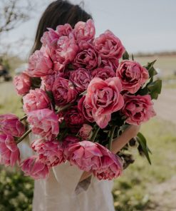 Лале Авейрон (Tulip Aveyron)- Кичест божур в цикламено!