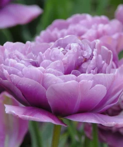 Лале Лайлак Пърфекшън (Tulip Lilac Perfection)- Класическа елегантност в лилаво!