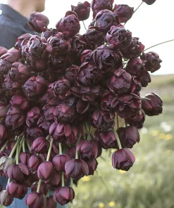 Лале Блек Хироу (Tulip Black Hero)- Драматична елегантност и лукс!