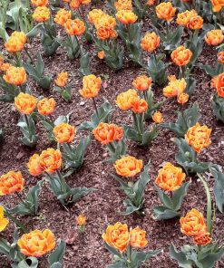 Лале Монте Флейм (Tulip Monte Flame)- Планински пламък в градината!