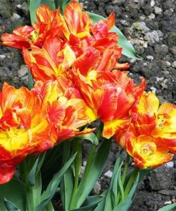 Лале Монте Флейм (Tulip Monte Flame)- Планински пламък в градината!