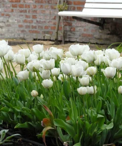 Лале Ъп Уайт (Tulip Up White)-Нежна и чиста пролетна елегантност!