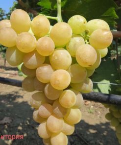 Лоза сорт Виктория - Бял сорт десертно грозде (в контейнер)