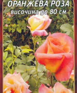 Роза оранжева № 012 (корен) – Височина до 80 см