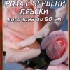 Роза бледо розова с червени пръски № 016 (корен) – Височина до 90 см