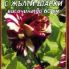 Роза кадифена с жълти шарки № 019 (корен) – Височина до 60 см