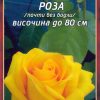 Роза тъмно жълта № 026 (корен) – Височина до 80 см