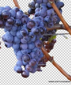 Лоза сорт Троя – Червен десертен сорт