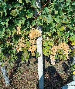 Лоза сорт Брестовица - Бял сорт десертно грозде (в контейнер)