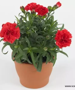 Карамфил Dianthus Sunflor® Allura (В контейнер)
