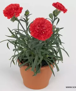 Карамфил Dianthus Sunflor® Orange Bling Bling (В контейнер)