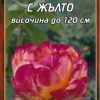 Роза оранжева с жълто № 130 (корен) – Височина до 120 см