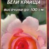 Роза розова с бели краища № 133 (корен) – Височина до 100 см