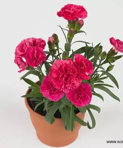 Карамфил Dianthus Sunflor® Allura (В контейнер)