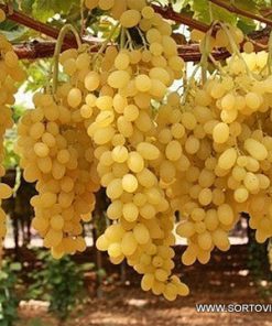 Лоза сорт Афродита - Бял безсеменен сорт десертно грозде