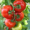 Домати Belfast F1 (Белфаст F1) – Универсален червен хибрид
