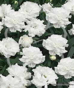 Карамфил Dianthus Sunflor® Cosmos (В контейнер)