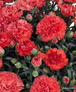 Карамфил Dianthus Sunflor® Orange Bling Bling (В контейнер)