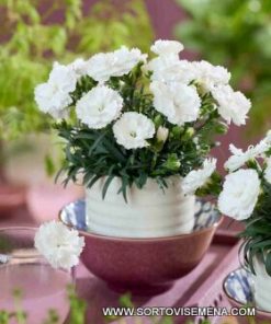 Карамфил Dianthus Sunflor® Cosmos (В контейнер)