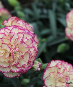 Карамфил Dianthus Flow® Grace Bay (В контейнер)