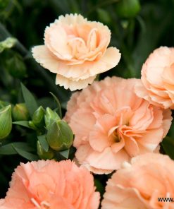 Карамфил Dianthus Sunflor® Luigi (В контейнер)