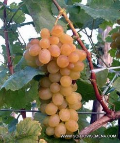 Лоза сорт Афродита - Бял безсеменен сорт десертно грозде