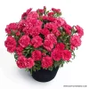 Карамфил Dianthus Sunflor® Allura (В контейнер)